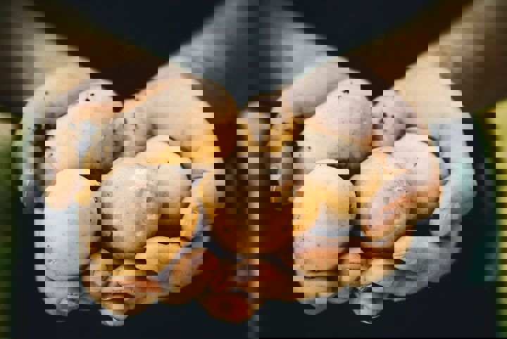 En person visar upp och håller i färskpotatisar